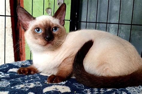 pet finder ph|SIAMESE KITTENS .